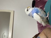 Kızgın Dişi Muhabbet Kuşu