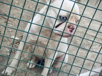Platinyum french bulldog