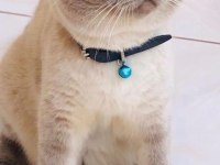BLUE point scottish fold