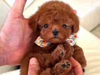 Yeni Yıl Hediyeniz Toy Poodle Yavrular