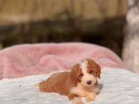 Show kalite giant (Dev) poodle yavrular