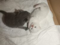 British shorthair bebeklerimiz yeni yuvasını arıyor