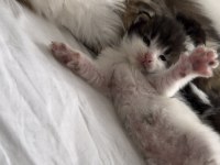ÖZEL MAINE COON SAFKAN YURT DİŞİ YAVRULARI