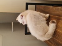 Ny1133 erkek ve dişi 3 aylık british longhair