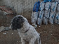 1 Yaşında Dişi Terrier Melezi