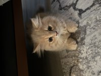 British longhair bebişler