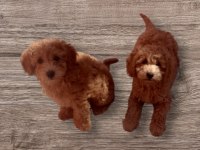 Orijinal A Kalite poodle Yavrularımız istanbul