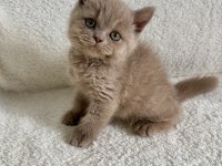 British shorthair fawn erkek yavru