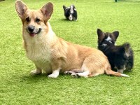 Pembroke Welsh Corgi Yavruları - Club K9 Güvencesiyle