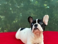 French Bulldog yavrularımız yeni ailesini bekliyor