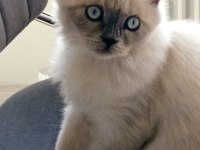 4 aylık blue point kedimiz yeni yuvasını arıyor