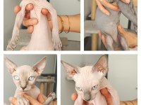 Sphynx yavru kedimiz