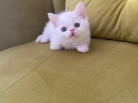 British shorthair kedimiz