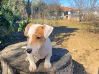 IRK VE SAĞLIK GARANTİ ORJİNAL JACK RUSSELL