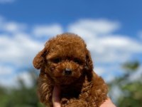 Teacup poodle yavrumuz