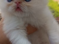 Show kalite ırk garantili bebeklerimiz