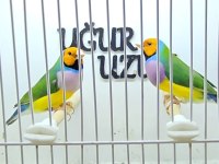 Gökkuşağı ispinozu (Gouldian Finch) mevcuttur