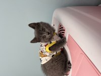 Show kalitede british shorthair