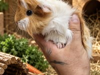 Safkan Ticolor Peruvian Bebek Ginepig