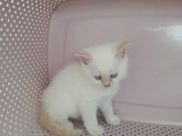 British shorthair yavrularımıza güzel bir yuva arıyoruz