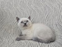 Blue Point British Shorthair Erkek Yavru