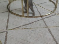 2 aylık dişi british shorthair