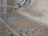 İKİNCİ KULUÇKA HAZIRLIĞINDA KUSURSUZ GREY TAKIM SULTAN