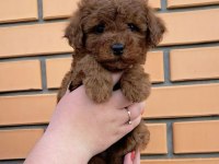 Safkan Toy Poodle Kilo Garantili Yavrular