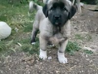 Sivas Kangal Yavrumuz