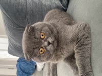 Scottish fold kedimize ücretsiz acil yuva aranıyor