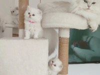 British longhair yavrularım yuvasına gitmeye hazır