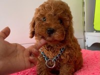 HER BÜTÇEYE UYGUN HER RENK POODLE BURADA