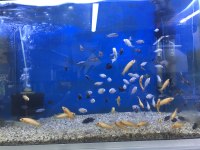 5-15 cm arası ciklet balıklarımız