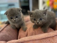 British shorthair longhair yavrularımız