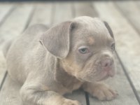 New shade isabella tan maybe fluffy carrier french bulldog