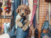 BURKEM DEN POODLE