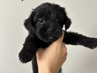 45 Günlük Morkie Yavrular - Evden Sağlıklı Bebekler