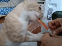 Evcil Tekir 1 yaşında