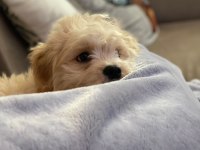Kendi köpeğimi sahiplendiriyorum maltipoo