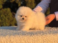 Pomeranian boo yavrusu