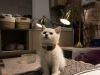 Orijinal British Shorthair