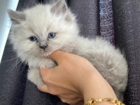 BRİTİSH LONGHAİR 60 GÜNLÜK BLUE POINT