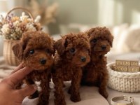 Mikro Boy Bebekler ve 4 Aylık Dişi DarkRed Toy Poodle