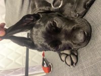 Mükemmel genetik 2.5 aylık cane corso