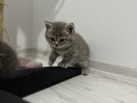 Scottish fold ve scottish straight 4 adet yavrularımız var