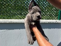 CANE CORSO BEBEKLERİMİZ ÜST KALİTE