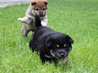 Shiba inu ırk