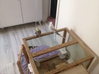 Kuşlar full evcil konuşuyor erkek olan isteyene vidyo atarım
