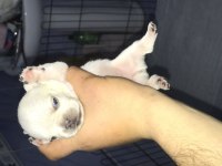 Krem platinyum french bulldog yavrular