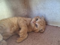 2 bucuk aylık scottish fold
